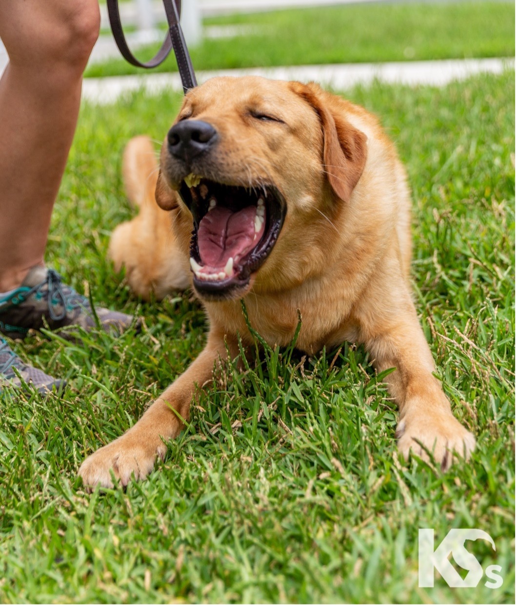 BEAR AHEPA, AHEPA Service Dog